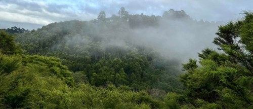 Gisborne Tramping Club, Mātokitoki Valley and QE 2 bush covenant photo