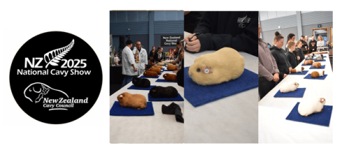 NZ National Guinea Pig Show photo