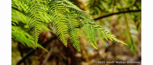 Wairarapa Walking Festival 2025: Photo Walks with Walker - Fensham photo