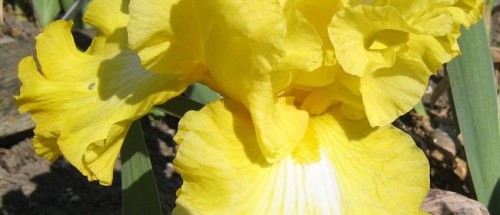 Iris Show photo