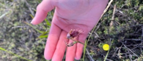Annual Red Bearded Orchid Survey photo
