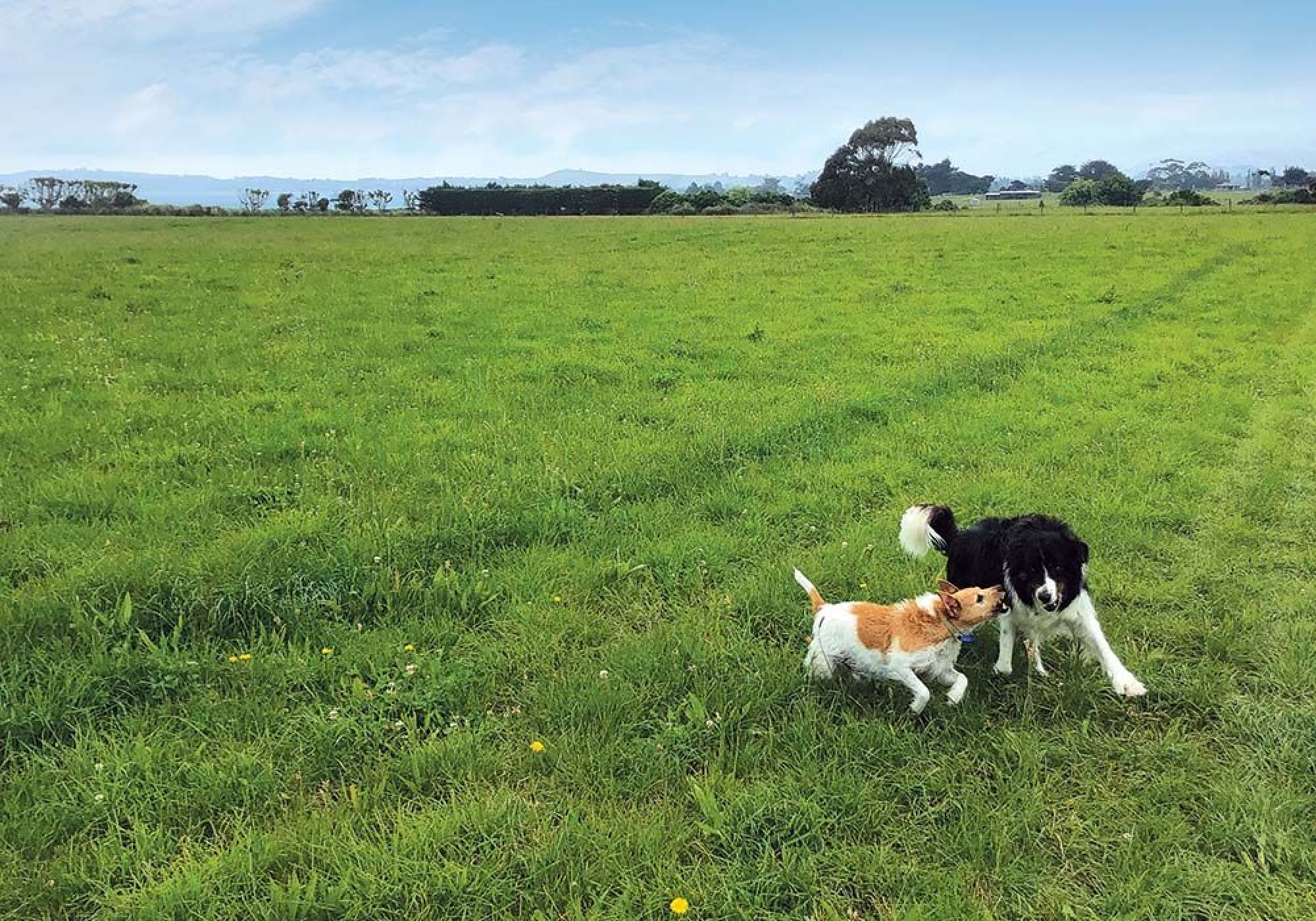 WALNUT AND BUDDY ENJOYING SOME OUTDOOR PLAY TIME