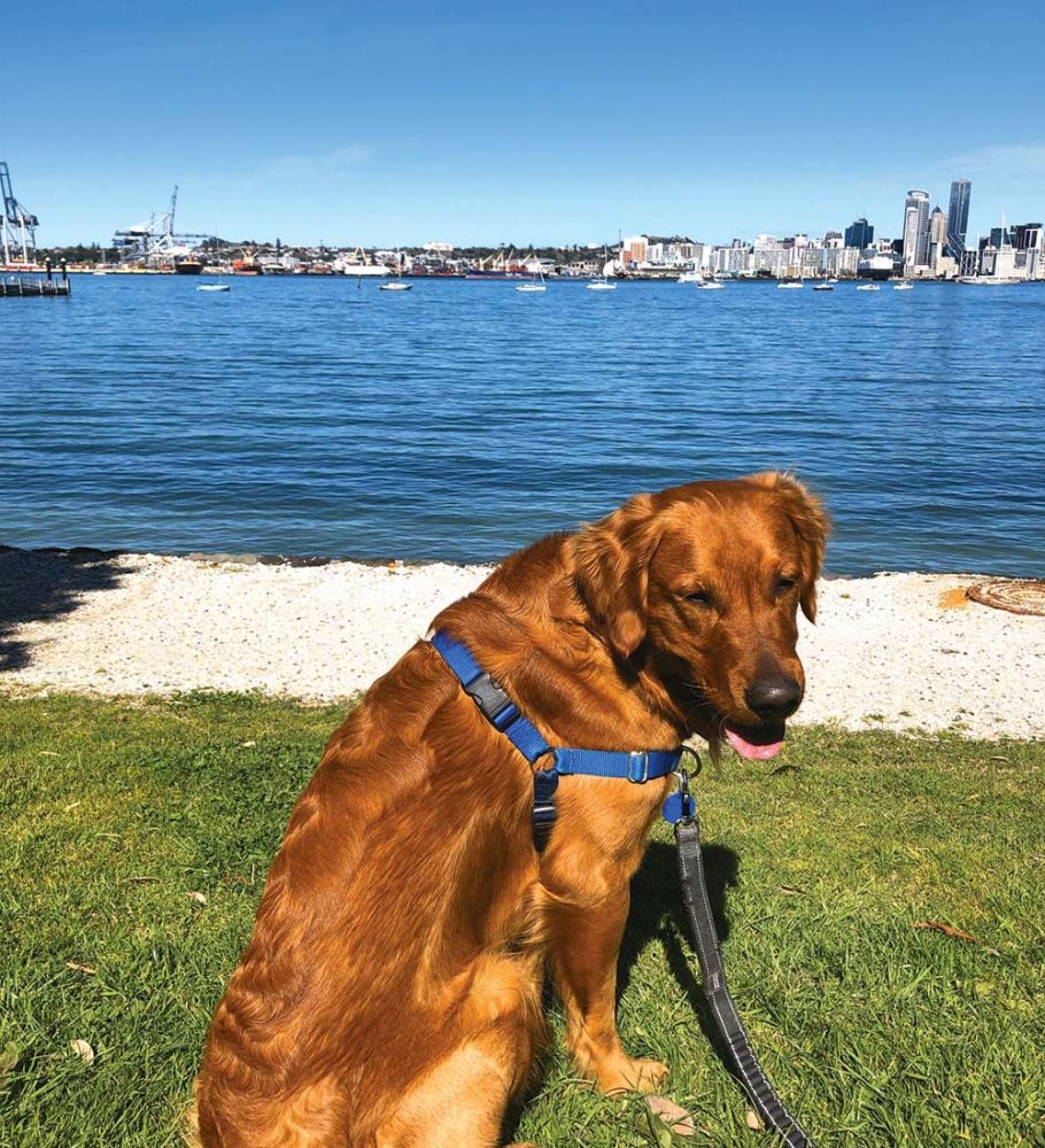 CHARLIE ENJOYS THE SUNSHINE IN AUCKLAND