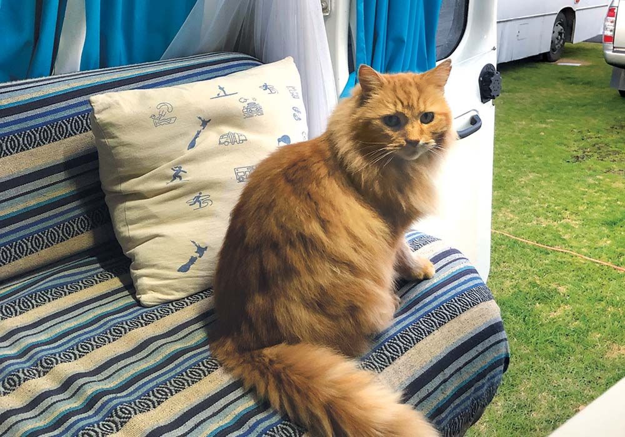 A FURRY VISITOR CHECKS OUT THE CAMPERVAN