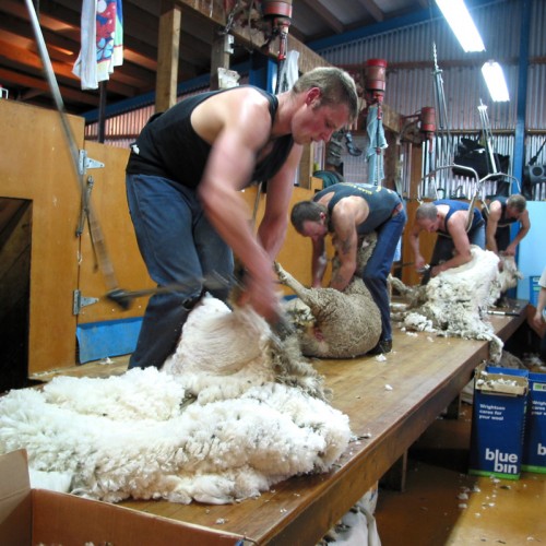 shearing_sheep-2x.jpg