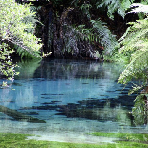 The famous Blue Spring which you can find on the Te Waihou walkway track