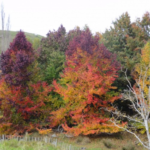 Autumn Colour Rangitikei