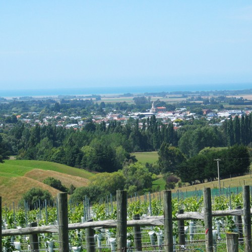 2.	View from the Point Bush Estate grape vines over Waimate township