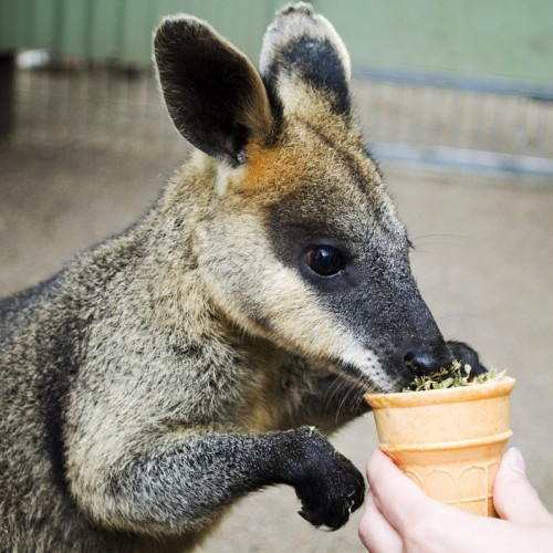 A tame wallaby