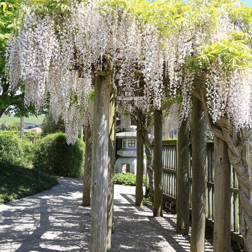 Wisteria at Tatsuno Japanese Garden