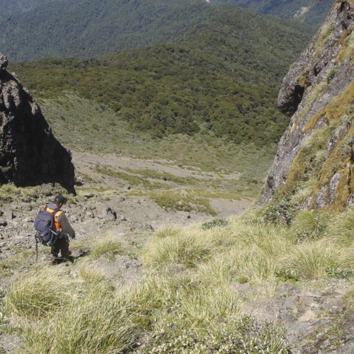 'Mount Hikurangi Track'