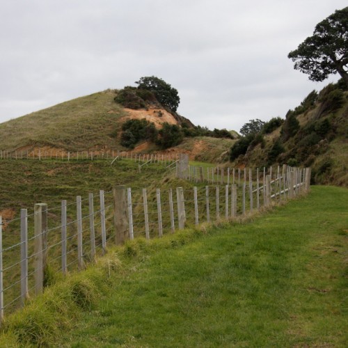 'Muriwai walk, Coromandel.'