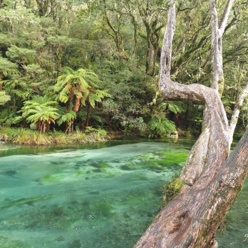 Gorgeous clear Tarawera river
