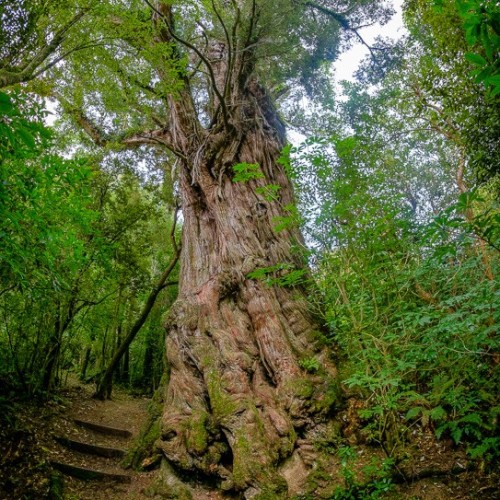 Dennistoun Bush Walk