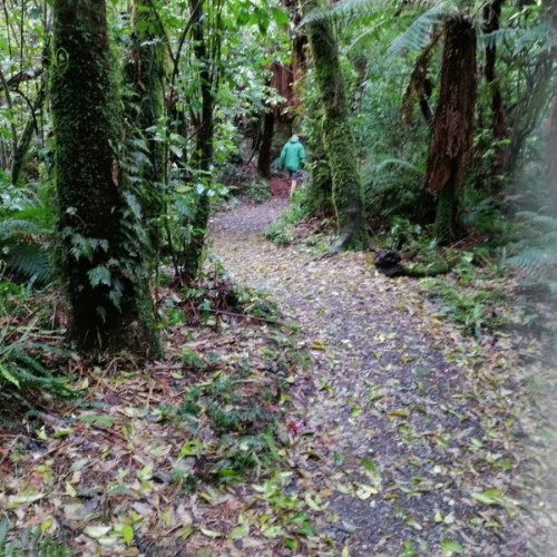 Beautiful rainforest