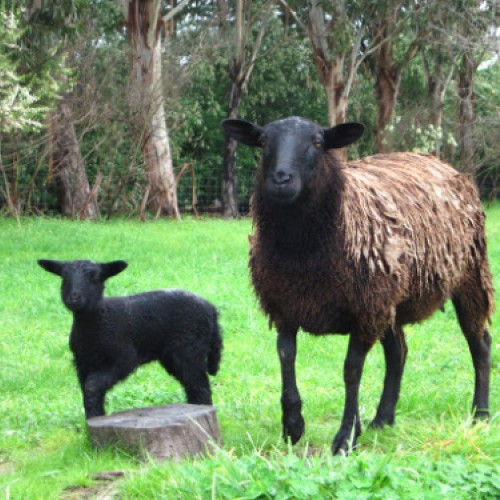 Dorper sheep.