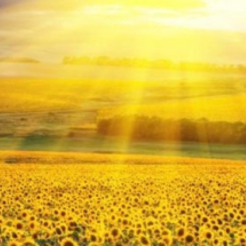 Sunflowers sunset