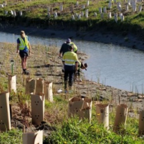 Last one! Wadeson Island Community Planting Day